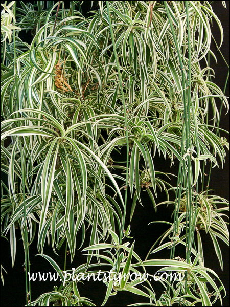 Reverse Spider Plant (Chlorophytum comosum variegatum) 
This was a 12 inch hanging basket, packed tight with the plant.